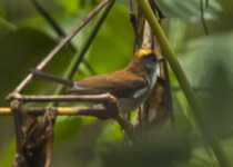 Chestnut-throated Alethe