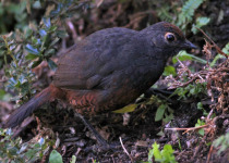 Chestnut-throated Huet-huet