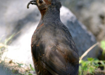 Chestnut-throated Huet-huet
