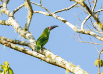 Chestnut-tipped Toucanet
