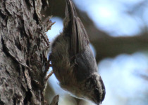 Chestnut-vented Nuthatch