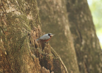 Chestnut-vented Nuthatch
