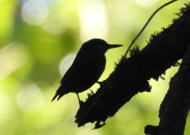 Chestnut-vented Nuthatch