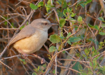 Chestnut-vented Warbler