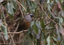 Chestnut-winged babbler