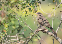Chestnut-winged Cuckoo