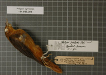 Chestnut-winged Foliage-gleaner