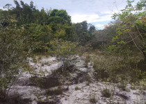 Chicoméndez Tody-Tyrant
