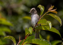Chilean Elaenia