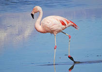 Chilean Flamingo