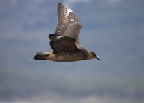Chilean Skua