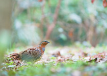Chinese Bamboo Partridge