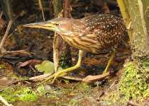 Chinese Bittern