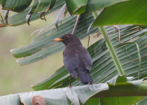 Chinese Blackbird