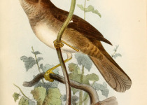 Chinese Bush Warbler