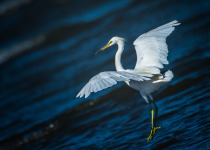Chinese Egret