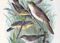 Chinese Leaf Warbler