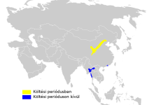 Chinese Leaf Warbler