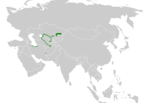 Chinese Penduline Tit