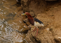 Chinese Pond Heron