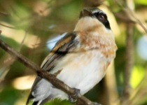 Chinspot Batis