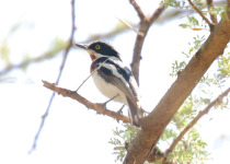 Chinspot Batis