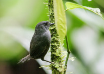 Chocó Tapaculo