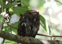 Choco Screech Owl