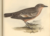 Chocolate-vented Tyrant