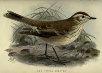 Chocolate-vented Tyrant