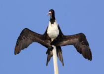 Christmas Island Frigatebird