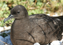 Christmas Shearwater