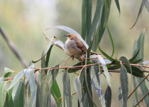 Chubb's cisticola