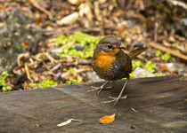 Chucao Tapaculo