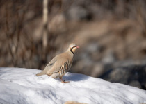 Chukar Partridge