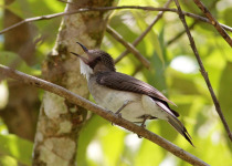 Cinereous Bulbul