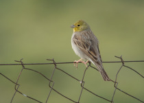 Cinereous Bunting