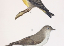 Cinereous Ground Tyrant