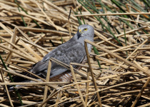 Cinereous Harrier