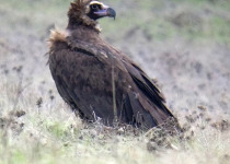 Cinereous Vulture