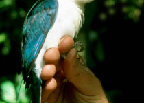 Cinnamon-banded Kingfisher