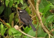 Cinnamon-bellied Chat-Tyrant