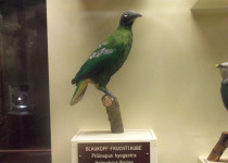 Cinnamon-bellied Imperial Pigeon