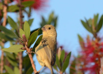 Cinnamon-bellied Seedeater