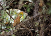 Cinnamon Bittern