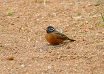 Cinnamon-breasted Bunting