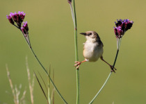 Cinnamon-breasted Cisticola