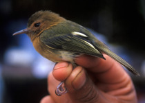 Cinnamon-breasted Tody-Tyrant