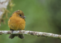 Cinnamon Flycatcher