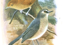 Cinnamon Ground Dove